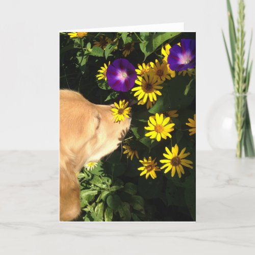 Golden Retriever takes time to smell flowers Thank You Card