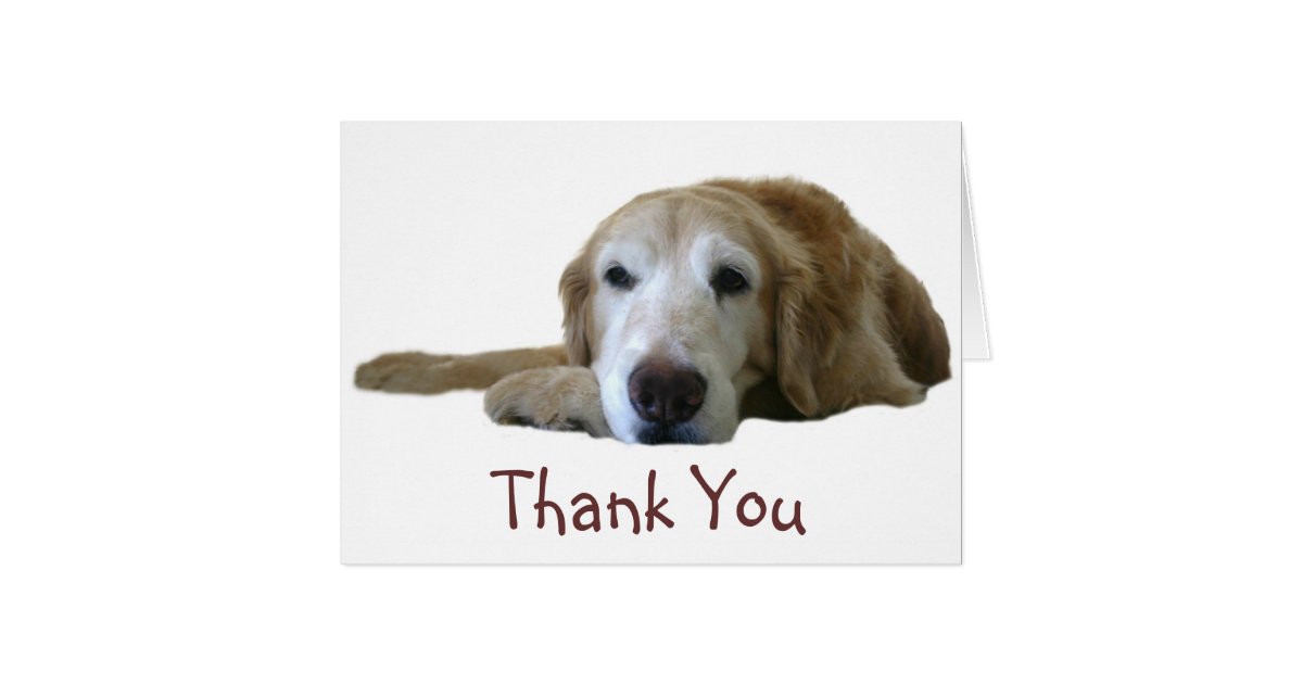 Golden Retriever Thank You Card | Zazzle