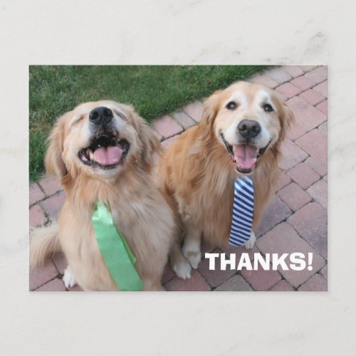 Golden Retriever Thank You Postcard