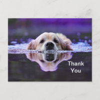 Golden Retriever Thank You Postcard