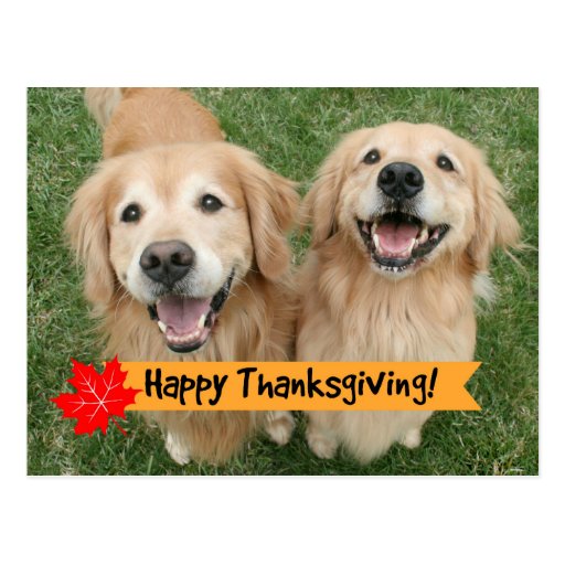 Golden Retriever Thanksgiving Day Wishes Postcard | Zazzle