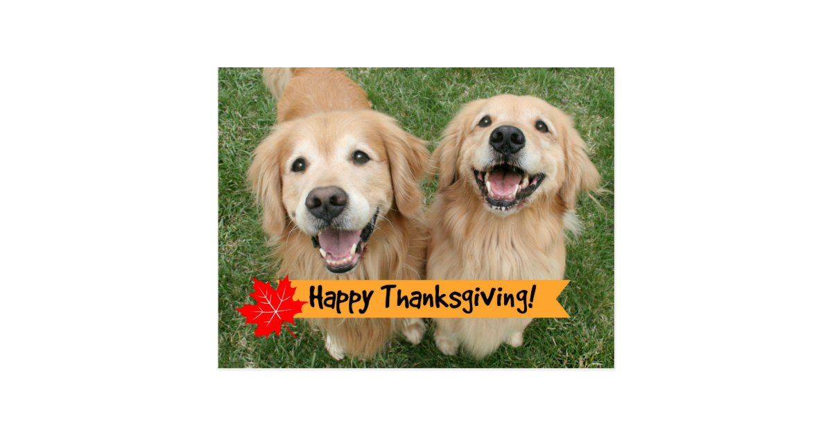 Golden Retriever Thanksgiving Day Wishes Postcard | Zazzle