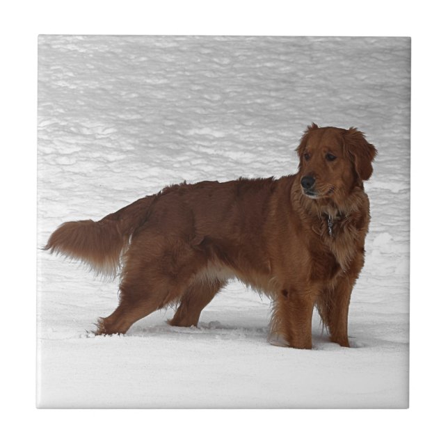 Golden Retriever Tile (Front)
