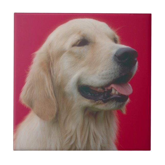 Golden Retriever Tile (Front)