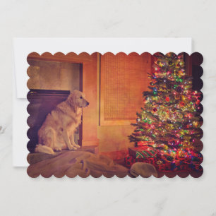 Golden retriever waits by fireplace