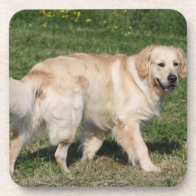 Golden Retriever Walking Beverage Coaster (Front)