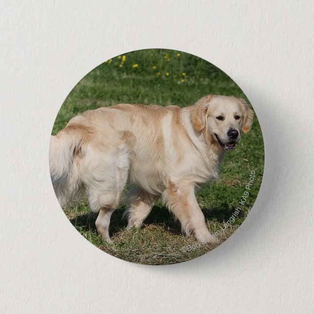 Golden Retriever Walking Button (Front)