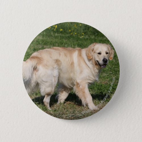 Golden Retriever Walking Button