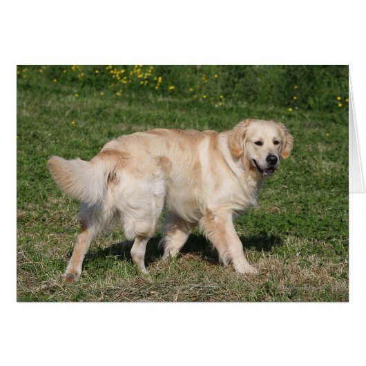 Golden Retriever Walking Cards (Front Horizontal)