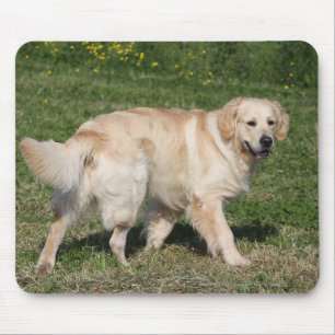 Golden Retriever Walking Mouse Pad