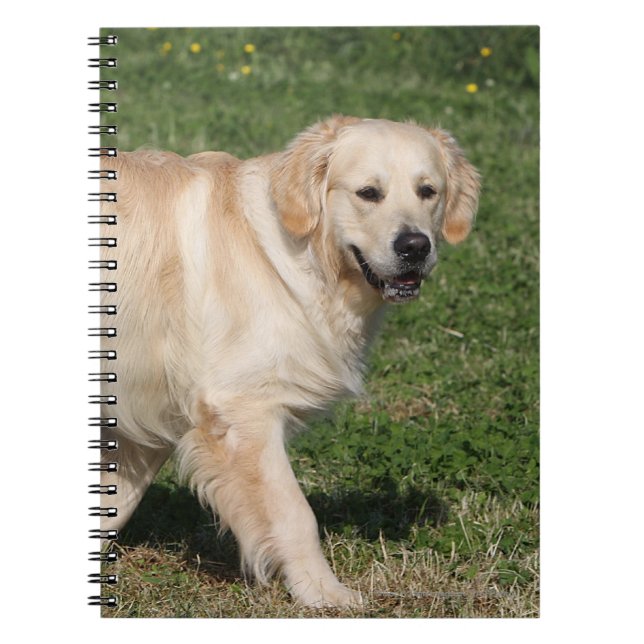 Golden Retriever Walking Notebook (Front)