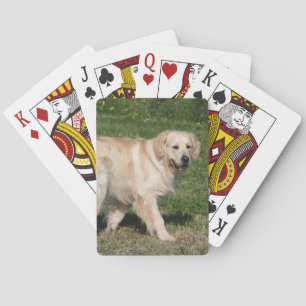 Golden Retriever Walking Poker Cards