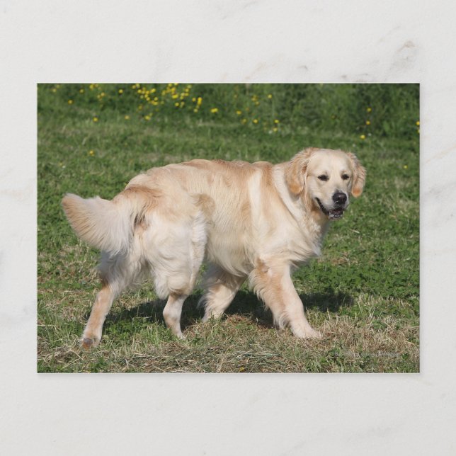 Golden Retriever Walking Postcard (Front)