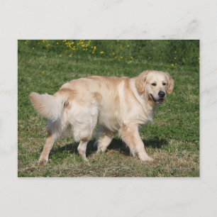 Golden Retriever Walking Postcard