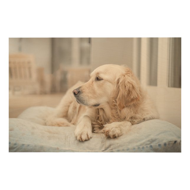 Golden Retriever Wall Art (Front)