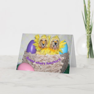 Golden Retriever What's Hatchin' Easter Card