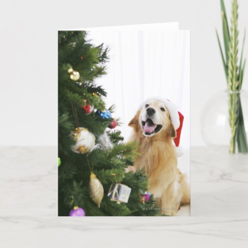 Golden retriever which watches Christmas tree Holiday Card