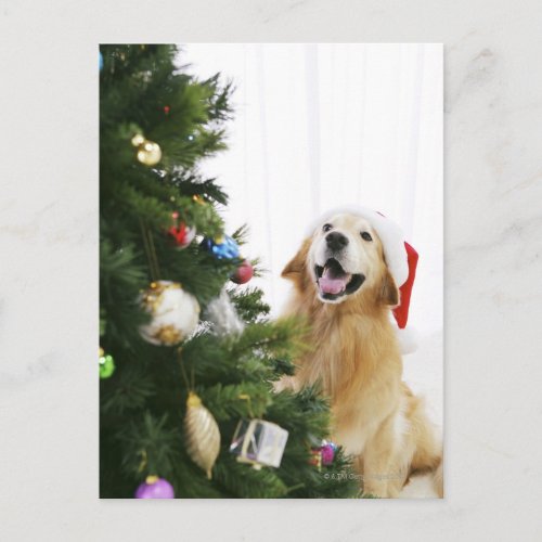 Golden retriever which watches Christmas tree Holiday Postcard