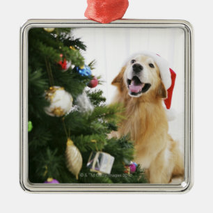 Golden retriever which watches Christmas tree Metal Ornament