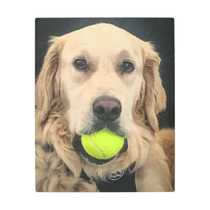 Golden Retriever with a tennis ball in his mouth Metal Print