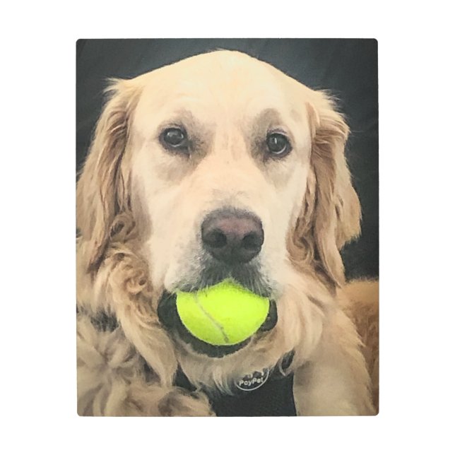 Golden Retriever with a tennis ball in his mouth Metal Print (Front)
