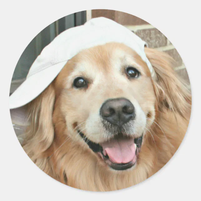 Golden Retriever With Baseball Cap Classic Round Sticker Zazzle