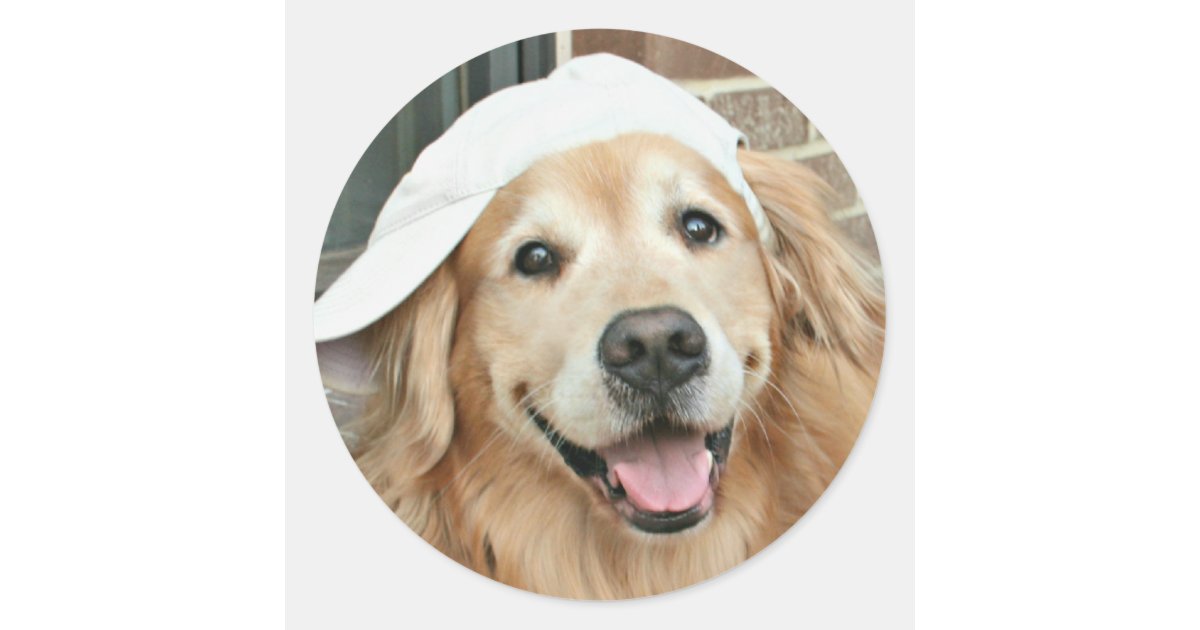 Golden Retriever With Baseball Cap Classic Round Sticker | Zazzle