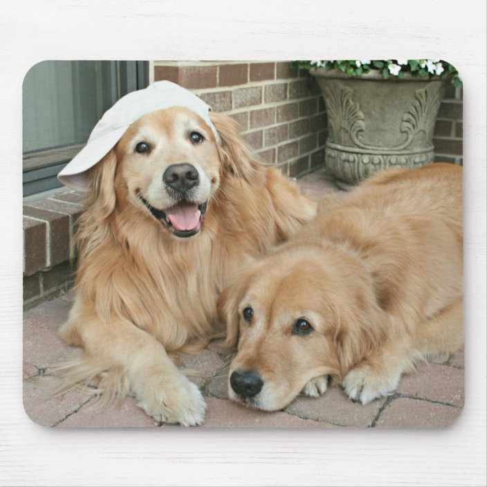 golden retriever baseball caps