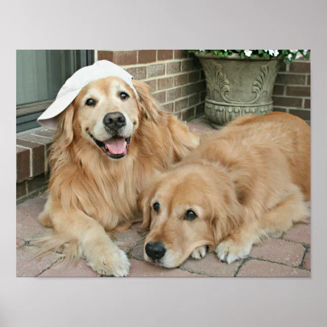 Golden Retriever With Baseball Cap Poster Zazzle