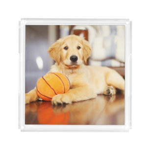 Golden Retriever With Basketball Toy Acrylic Tray