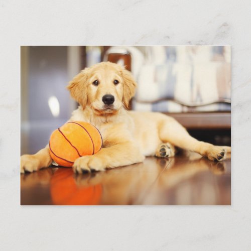 Golden Retriever With Basketball Toy Postcard