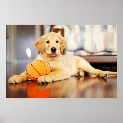 Golden Retriever With Basketball Toy Poster