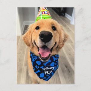 Golden Retriever with Birthday Hat and Bandana Postcard