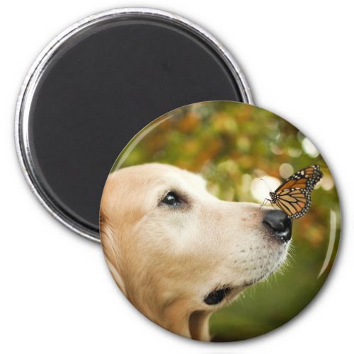 Golden retriever with butterfly magnet
