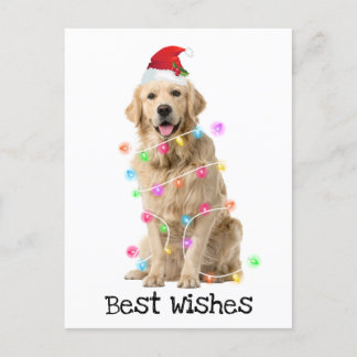 Golden Retriever with Christmas Lights Holiday Postcard