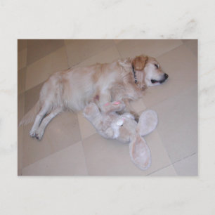 Golden Retriever With Easter Bunny Postcard