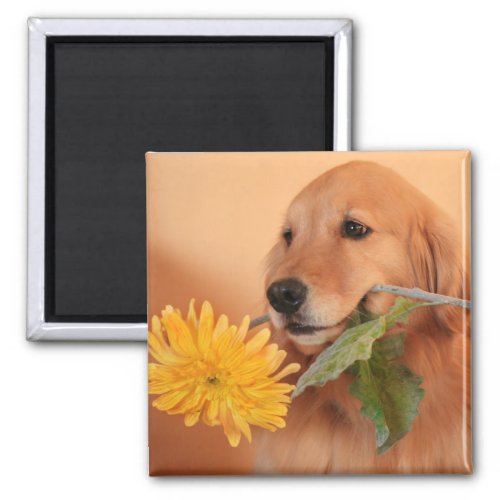 Golden Retriever With Flower Magnet