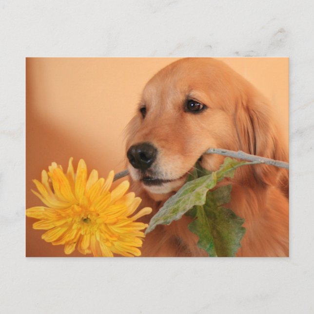 Golden Retriever With Flower Postcard (Front)