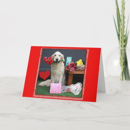 Golden Retriever With Flowers For Valentine's Day Holiday Card