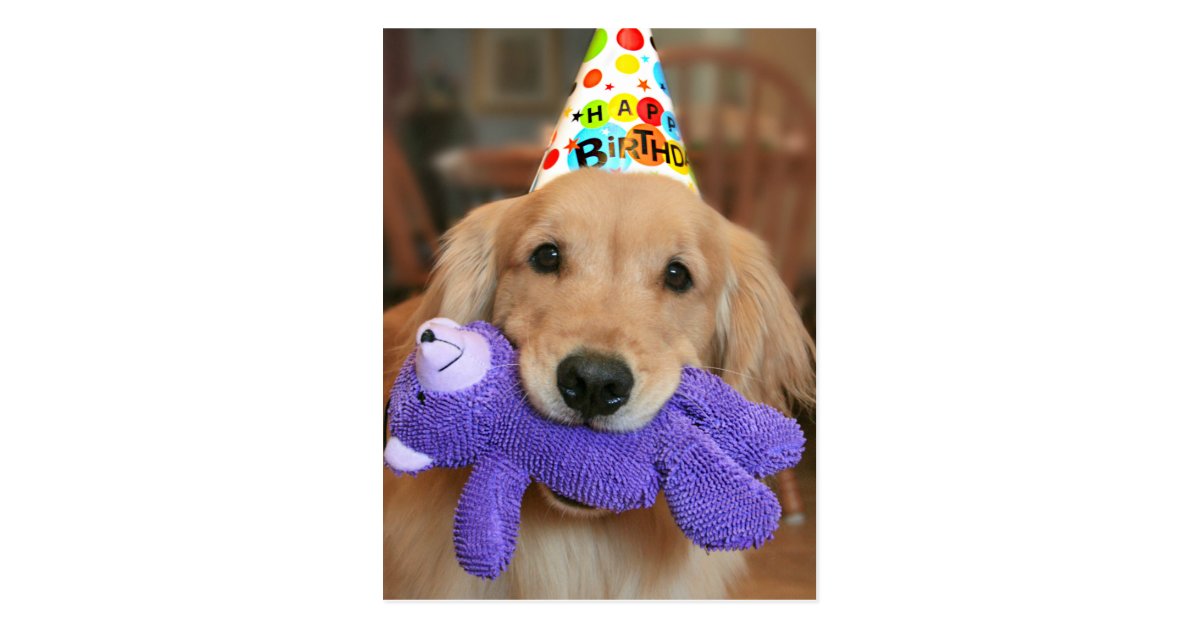 Golden Retriever With Happy Birthday Hat And Toy Postcard Zazzle Com