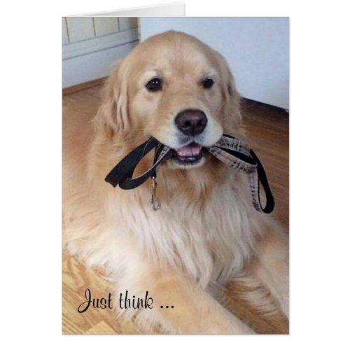 golden retriever with leash in mouth