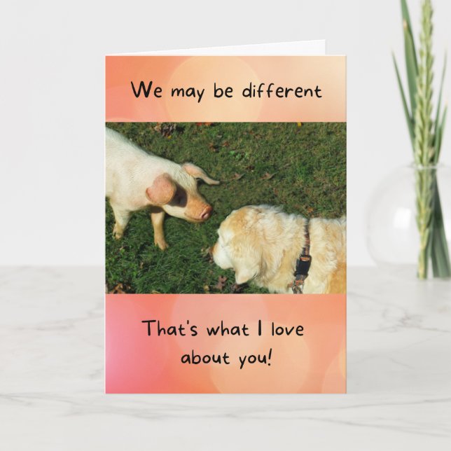 Golden Retriever with Pig Funny Anniversary Card (Front)