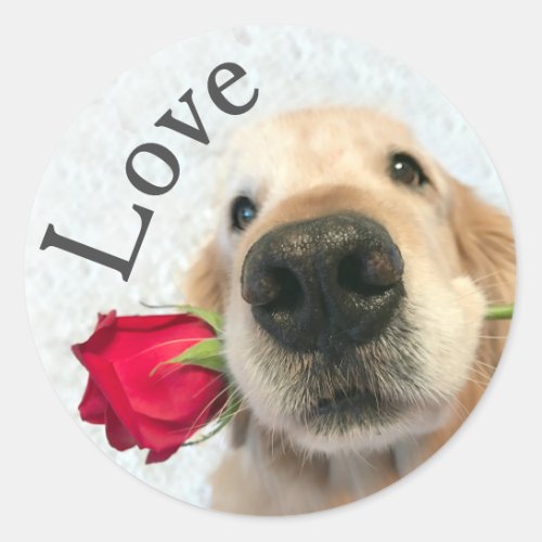 Golden Retriever With Red Rose Valentine Love Classic Round Sticker