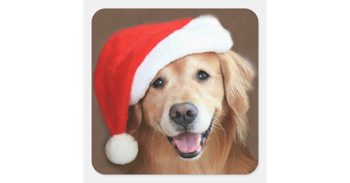 Golden Retriever With Santa Hat Square Sticker | Zazzle