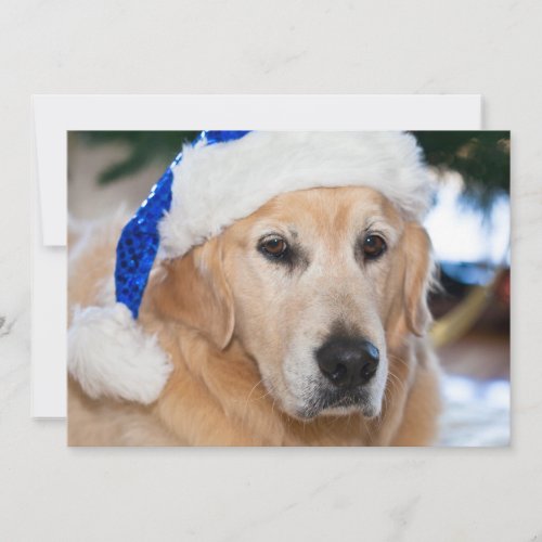 Golden Retriever with santas hat in Christmas Holiday Card
