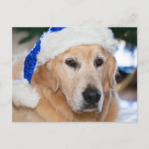 Golden Retriever with santas hat in Christmas Holiday Postcard