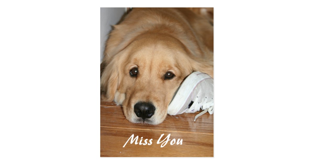 Golden Retriever With Shoe Miss You Postcard Zazzle Com