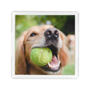 Golden Retriever With Tennis Ball Acrylic Tray