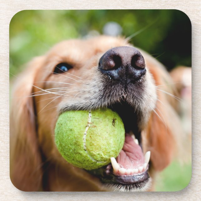 Golden Retriever With Tennis Ball Beverage Coaster (Front)