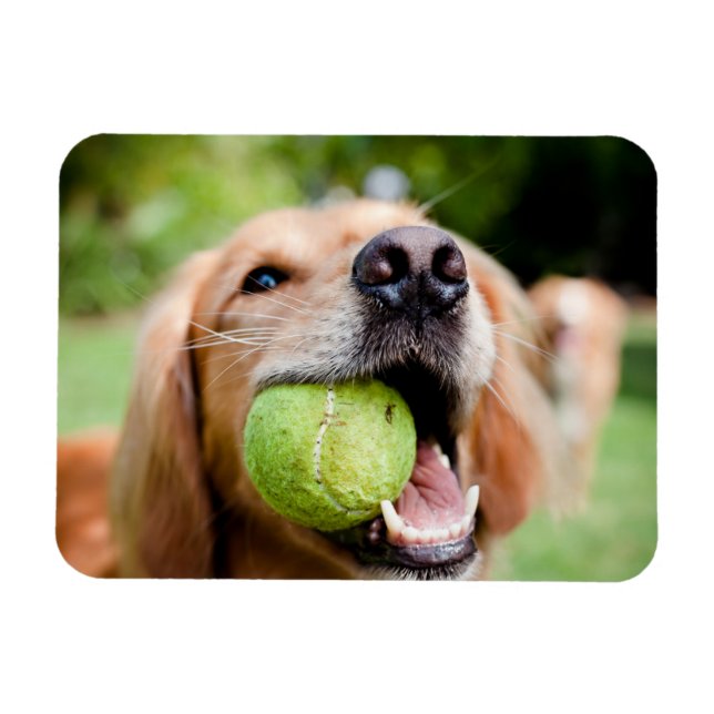 Golden Retriever With Tennis Ball Magnet (Horizontal)